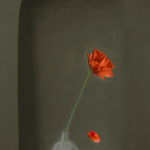 Poppy flower in vase in niche